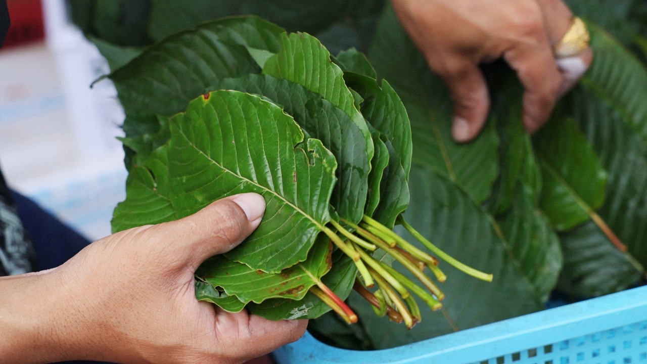 Hidden Gems: Unique Kratom Cafe Chiang Mai Experiences