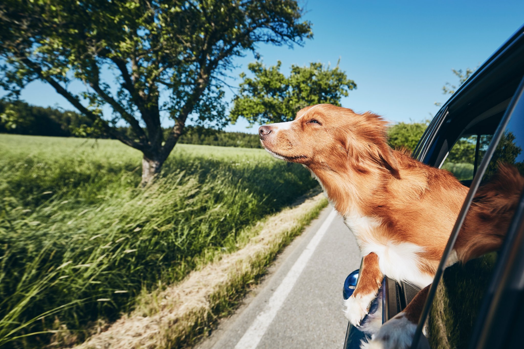 Vet Home Certs: Quick and Stress-Free Pet Travel Certificates