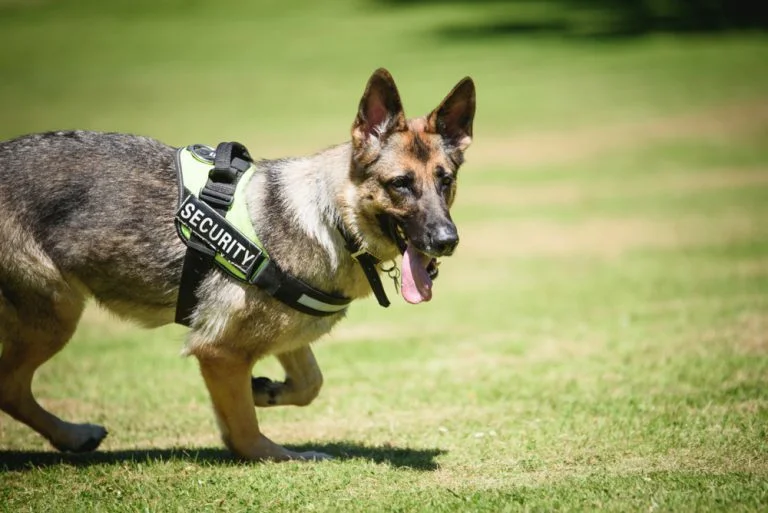 Benefits of Professional Security Dog Services Leicester